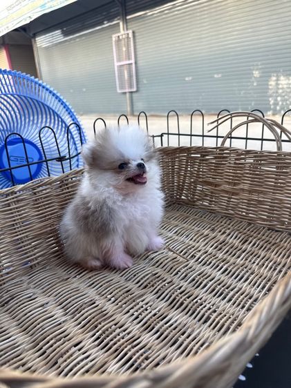 ปอมเมอเรเนียน  รูปที่ 5