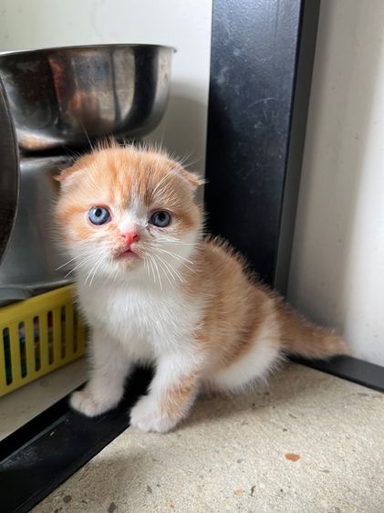 สก็อตติช โฟลด์ (Scottish Fold) สก็อตติช