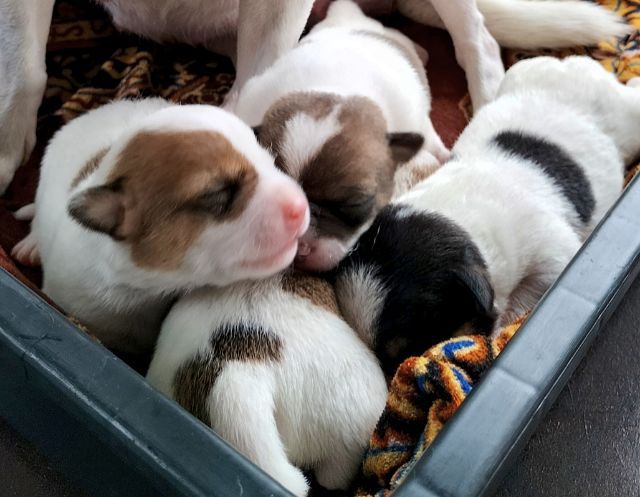 ชิวาวา (Chihuahua) เล็ก ลูกสุนัขชิวาวาขนสั้นแท้ 