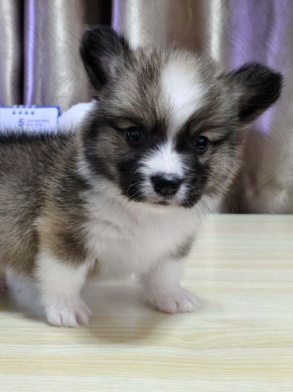 คอร์กี้ (Corgi) คอร์กี้