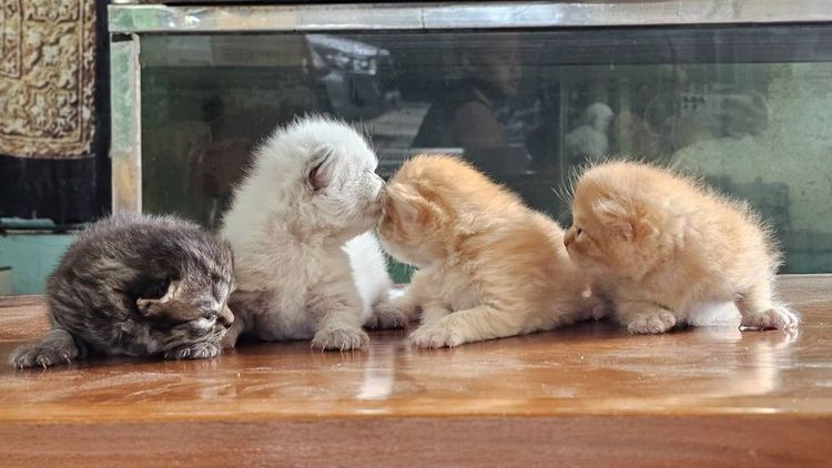 เปอร์เซีย (Persian) ลูกแมวเปอร์เซียผสมสก๊อตติช 
