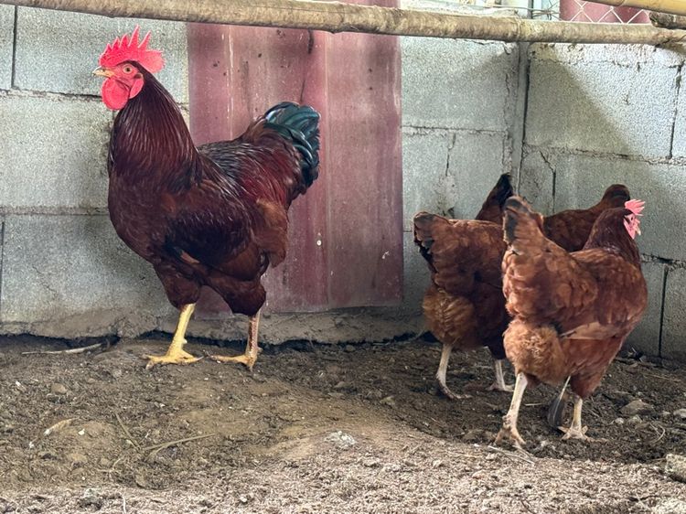 ลูกไก่ไข่โรดไอส์แลนด์เรด รูปที่ 4