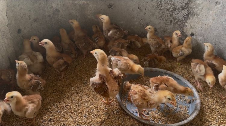 ลูกไก่ไข่โรดไอส์แลนด์เรด รูปที่ 3