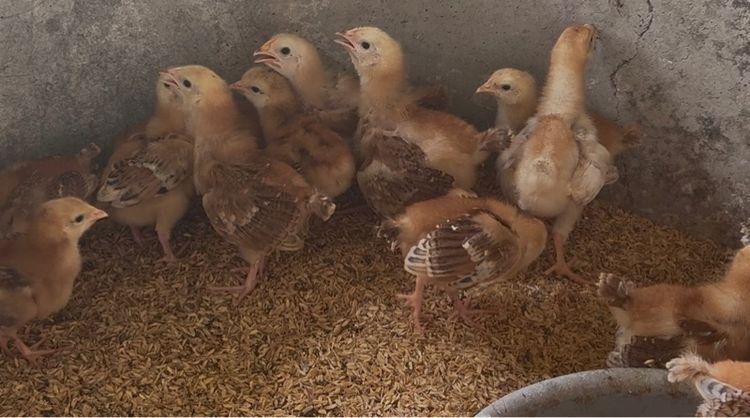 ลูกไก่ไข่โรดไอส์แลนด์เรด รูปที่ 2