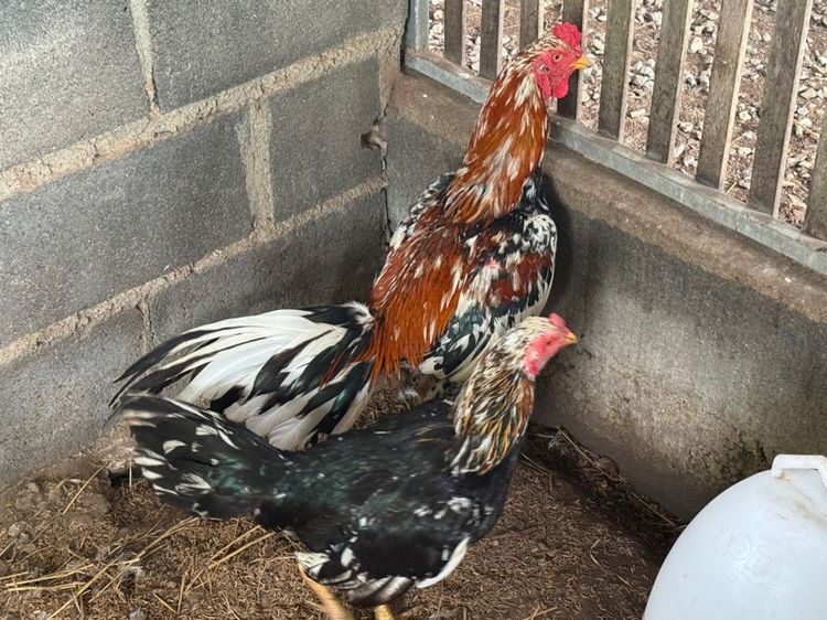 พ่อแม่พันธุ์ไก่เหลืองหางขาว