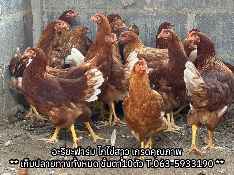 ไก่ไข่สาว ไก่พันธุ์ไข่ ไก่พร้อมไข่