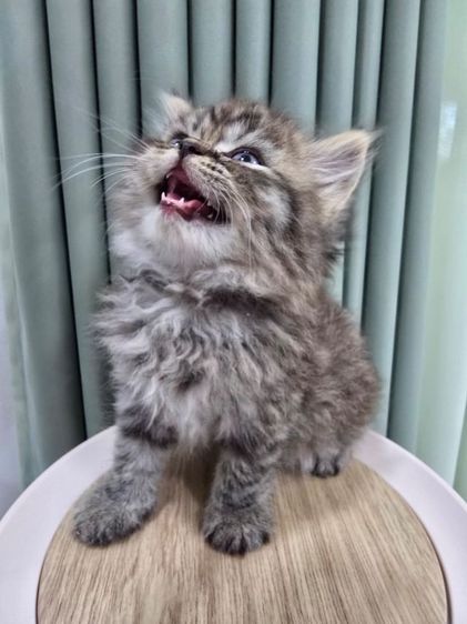 น้องแมวเปอร์เซีย น้องแมวเมนคูน ราชบุรี นครปฐม รูปที่ 8