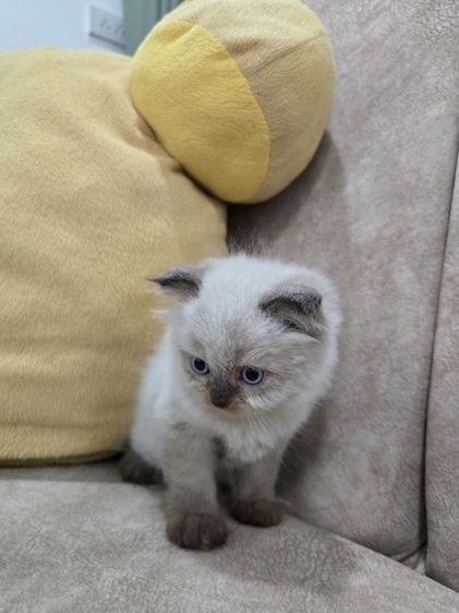 น้องแมวเปอร์เซีย น้องแมวเมนคูน ราชบุรี นครปฐม รูปที่ 10