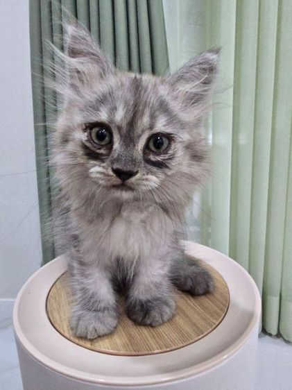 น้องแมวเปอร์เซีย น้องแมวเมนคูน ราชบุรี นครปฐม รูปที่ 5