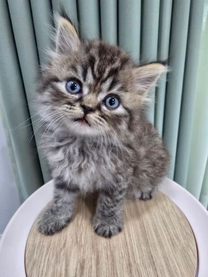 น้องแมวเปอร์เซีย น้องแมวเมนคูน ราชบุรี นครปฐม รูปที่ 7