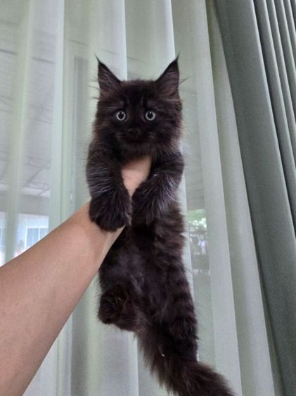 น้องแมวเปอร์เซีย น้องแมวเมนคูน ราชบุรี นครปฐม รูปที่ 4