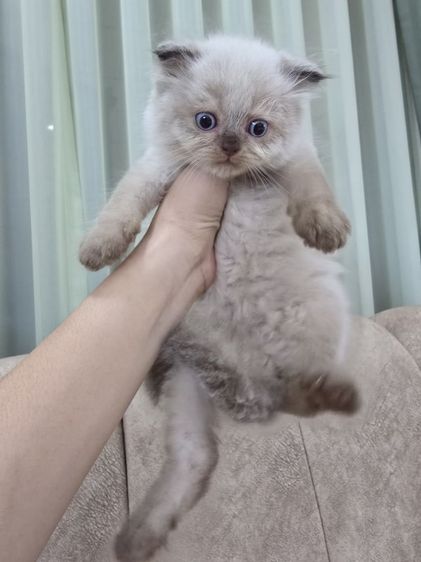น้องแมวเปอร์เซีย น้องแมวเมนคูน ราชบุรี นครปฐม รูปที่ 9