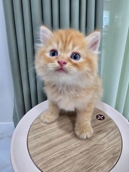 น้องแมวเปอร์เซีย น้องแมวเมนคูน ราชบุรี นครปฐม