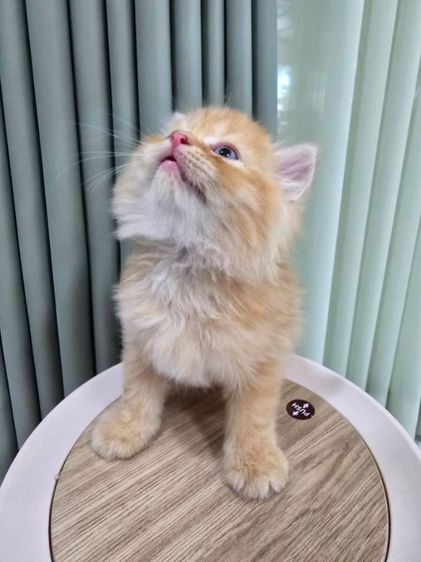 น้องแมวเปอร์เซีย น้องแมวเมนคูน ราชบุรี นครปฐม รูปที่ 2