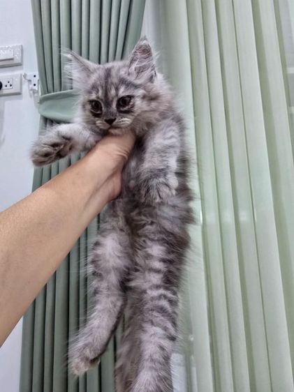 น้องแมวเปอร์เซีย น้องแมวเมนคูน ราชบุรี นครปฐม รูปที่ 6