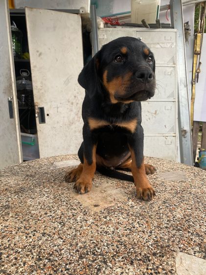 ร็อตไวเลอร์ (Rottweiler) ใหญ่ ลูกสุนัขร็อตไวเลอร์