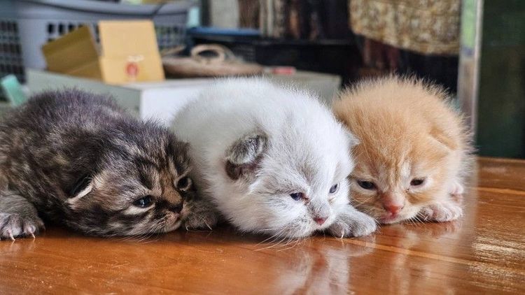 สก็อตติช โฟลด์ (Scottish Fold) ลูกแมวสก๊อตติชผสมเปอร์เซีย