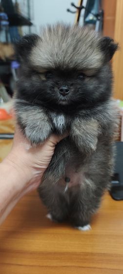 น้องหมาหาเจ้าของ