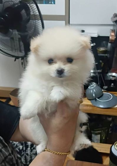 น้องหมาหาเจ้าของ