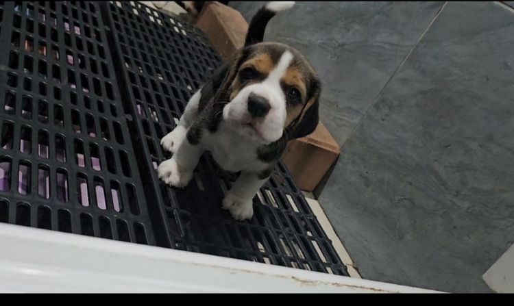 บีเกิล (Beagle) เล็ก ลูกสุนัขบีเกิ้ลเพศผู้ ใบเพ็ด
