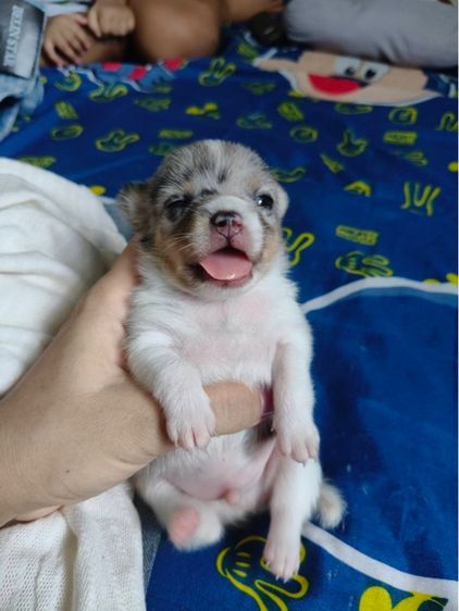 ชิวาวา (Chihuahua) เล็ก ชิวาวา