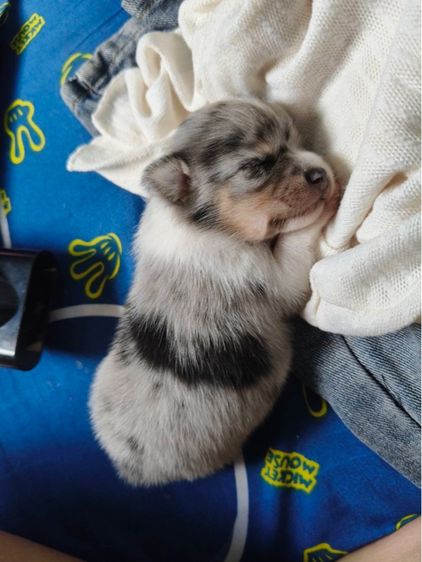 ชิวาวา (Chihuahua) เล็ก ชิวาวา