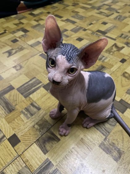 สฟิงซ์ (Sphynx) ลูกแมว