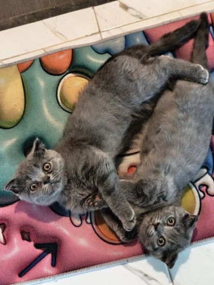 สก็อตติช โฟลด์ (Scottish Fold) สก๊อตติช ดช.บลู 