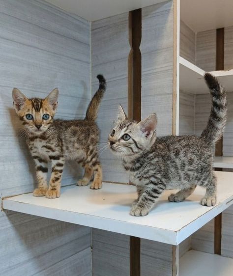 เบงกอล (Bengal House Cat) แมวเบงกอล เพศผู้