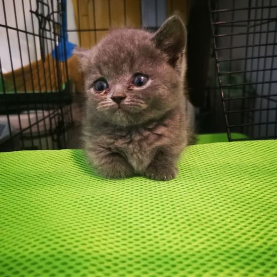 มันช์กิ้น (Munchkin) เปิด​จอง​ลูก​มั้น​กิ้​ชเหลือ​น้องขาสั้น1ตัว