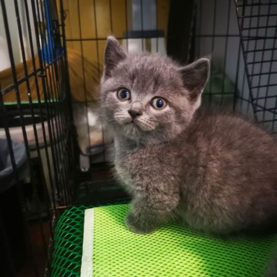 เปิด​จอง​ลูก​มั้น​กิ้​ชเหลือ​น้องขาสั้น1ตัว