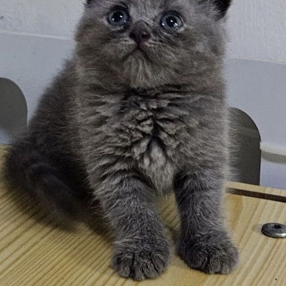 สก็อตติช โฟลด์ (Scottish Fold) เด็กหญิงสก็อตติชโฟลด์ single fold