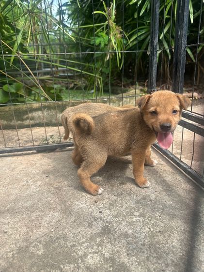ชิบะ (Shiba Inu) เล็ก ชิบะอินุ ผสมแจ็ครัสเซลล์