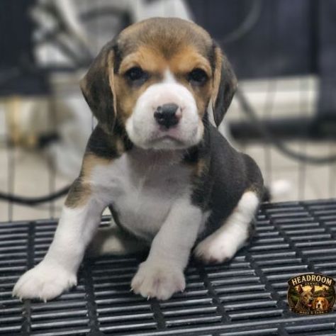 บีเกิล (Beagle) เล็ก ลูกสุนัขบีเกิ้ลผู้  ใบเพ็ด