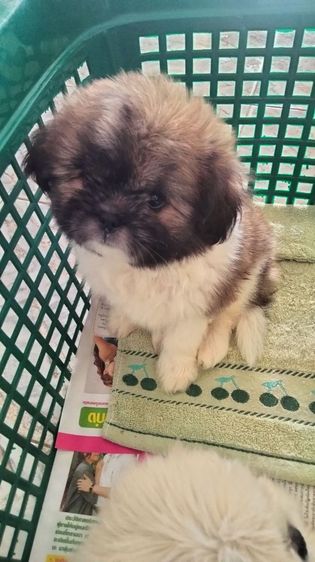 ชิสุ