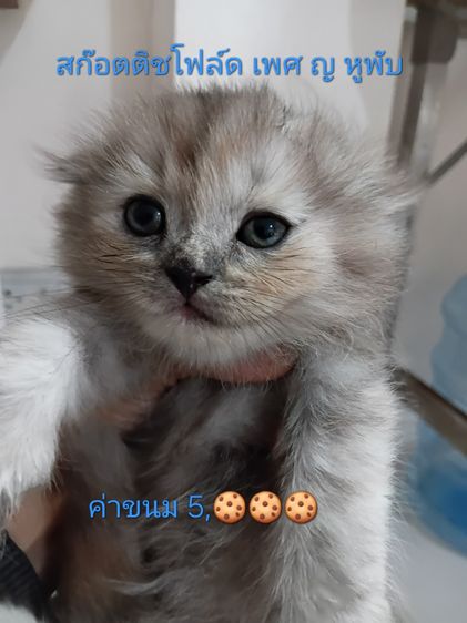 สก็อตติช โฟลด์ (Scottish Fold) สก๊อตติชโฟล์ด