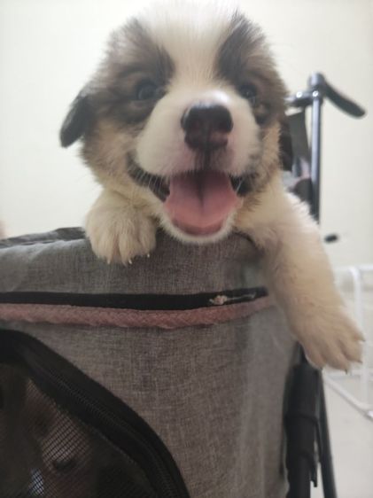 คอร์กี้ (Corgi) กลาง สุนัขคอร์กี้ 