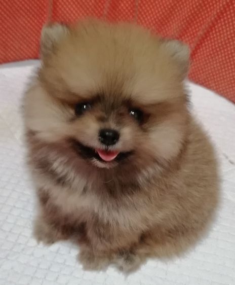 ปอมเมอเรเนียน (Pomeranian) ขายถูก ลูกสุนัขปอม แท้(ตัวเล็กจิ๋ว) หน้าหมี สวยๆ ขนแน่นหนา เกิดจาก พ่อ+แม่ ปอมแท้ size เล็ก ที่บ้านและเจ้าของ post ขายเอง 