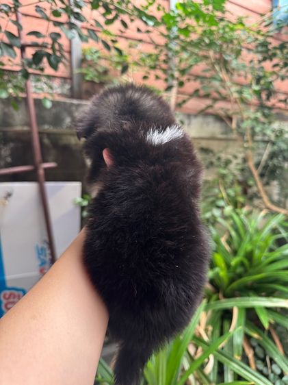 ปอมชิวาว่าผสมชิสุ เด็กหญิง รูปที่ 5