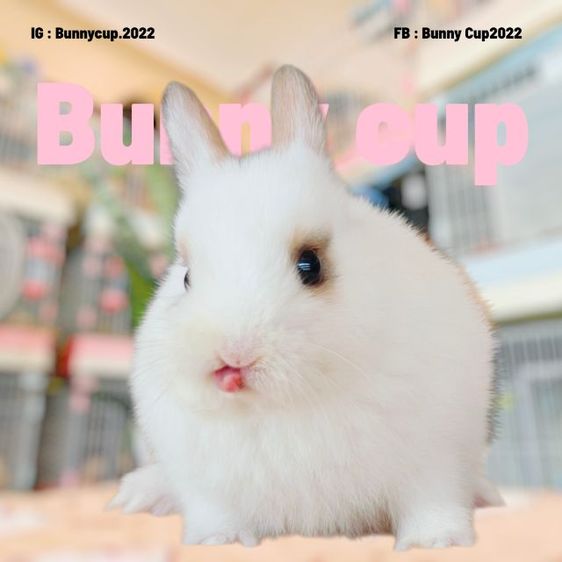 กระต่าย ND รูปที่ 4