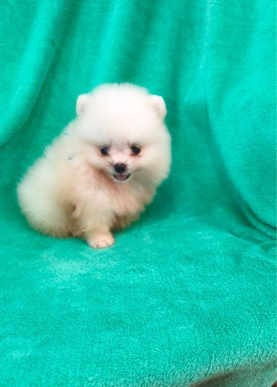 ลูกปอมเมอเรเนี่ยนหมีๆ