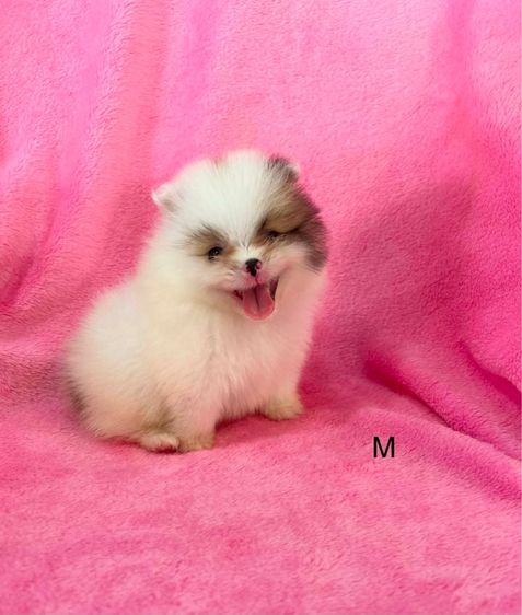 ปอมเมอเรเนียน (Pomeranian) เล็ก ลูกปอมเมอเรเนียน