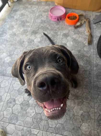 อื่นๆ ใหญ่ สุนัข cane corso