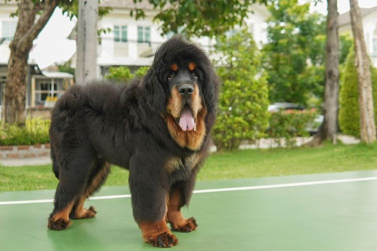 ลูก Tibetan mastiff ( ทิเบตัน มาสทิฟฟ์ ) เพศผู้ พร้อมย้ายบ้าน