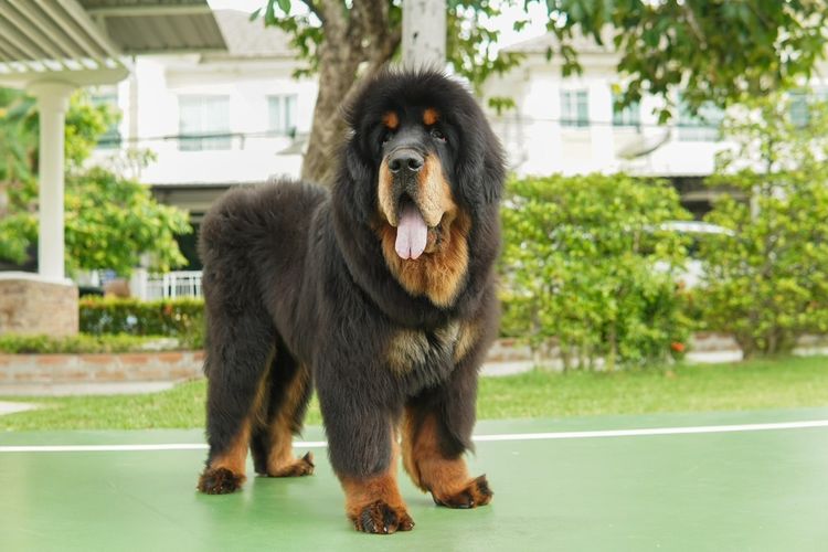  ลูก Tibetan (ทิเบตั้น)  อยู่ไทยแล้ว เพศผู้ พร้อมย้ายบ้าน รูปที่ 7