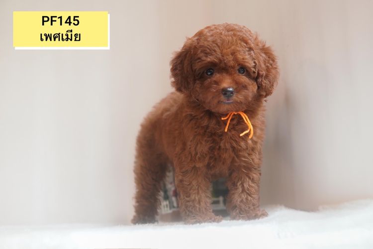 ลูก Poodle ( พุดเดิ้ลทอย )  ผู้ - เมีย  พร้อมย้ายบ้าน