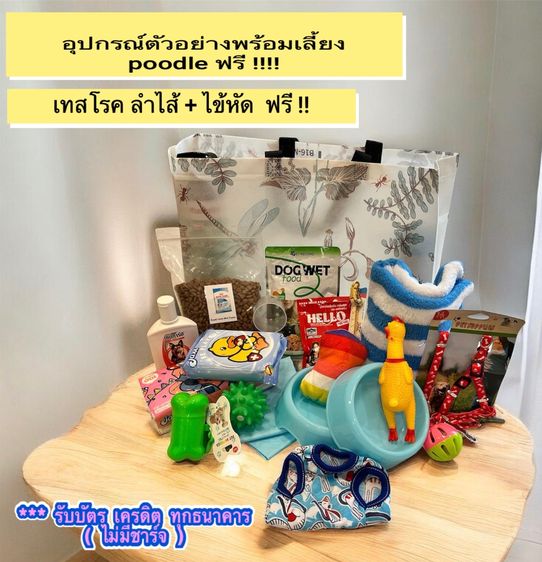 ลูก Poodle ( พุดเดิ้ลทอย )  ผู้ - เมีย  พร้อมย้ายบ้าน รูปที่ 6