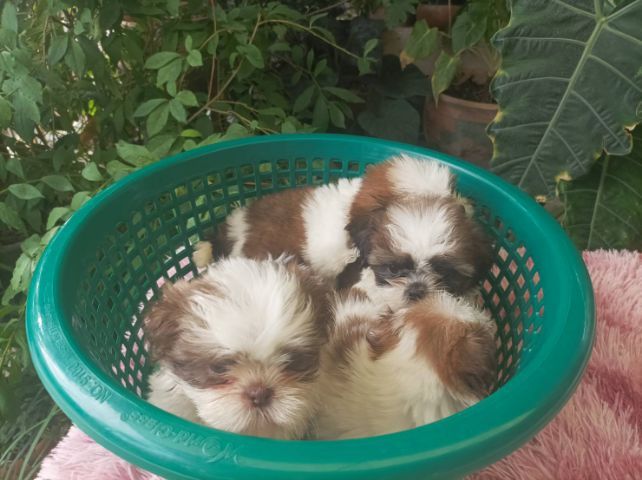 ขิสุทอย รูปที่ 2