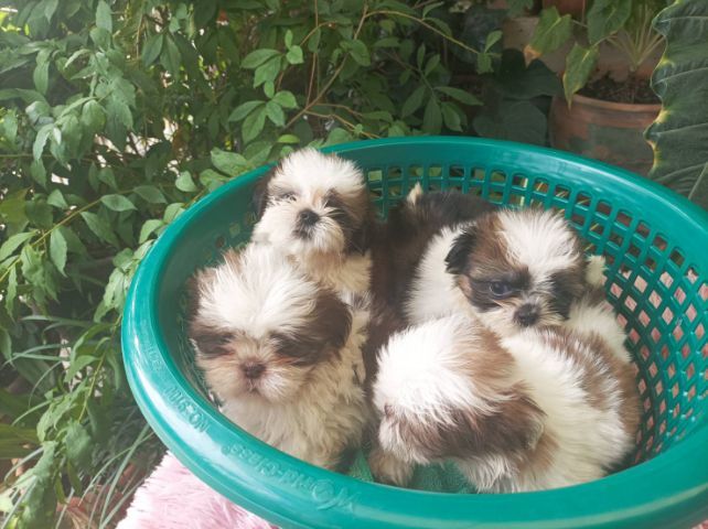 ขิสุทอย