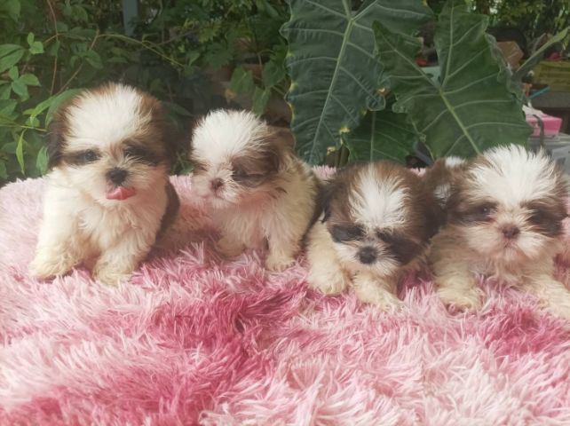 ขิสุทอย รูปที่ 11